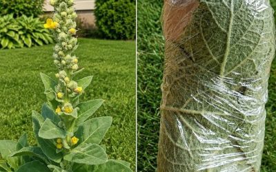 The Plant Growing in Many Yards That People Have Used for Generations