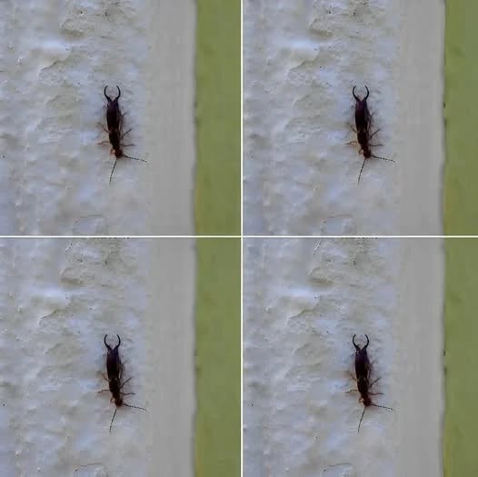 Warning! If you have found this insect in your home, it’s a sign that you need to
