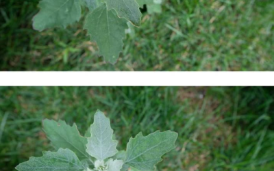 Most people have no clue. Here’s the hidden power of this plant