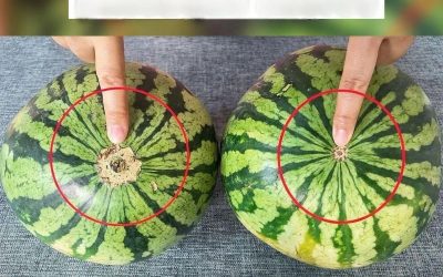 No more bland watermelons! Here’s a sure-fire visual guide to finding the sweetest fruit at the market.