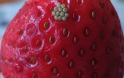 Tiny White Worms in Strawberries? Here’s What They Really Are and Whether Your Berries Are Safe to Eat