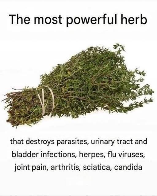 THE MOST POTENT HERB THAT DESTROYS PARASITES, URINARY TRACT …